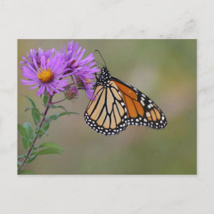 Monarch Butterfly Photographs Postcard