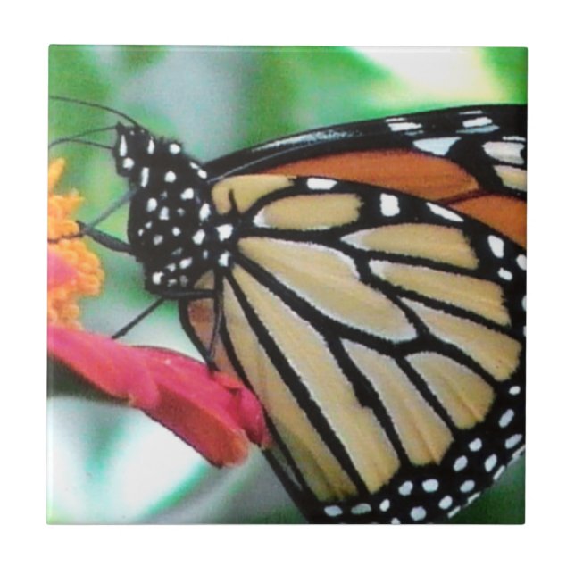 Monarch Butterfly Picture Ceramic Tile (Front)