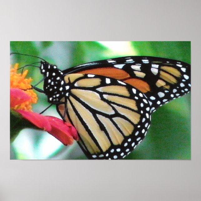 Monarch Butterfly Picture Poster (Front)