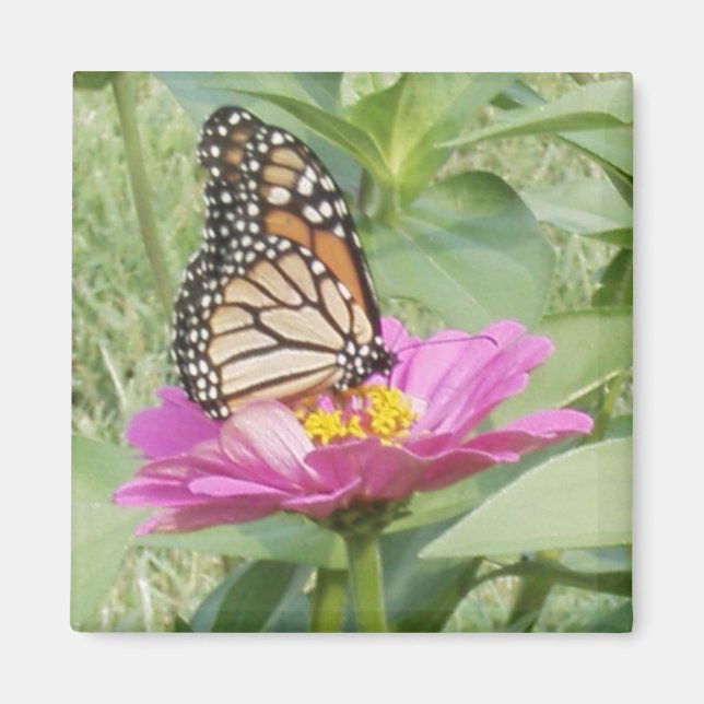 Monarch Butterfly, Pink Zinnia Magnet (Front)