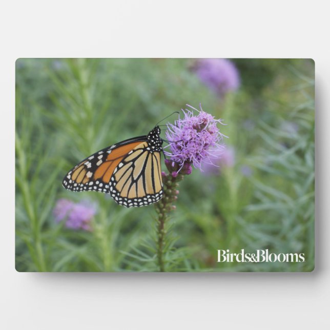 Monarch Butterfly Plaque (Front)