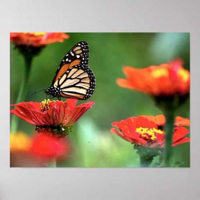 Monarch Butterfly Pollination Poster (Front)