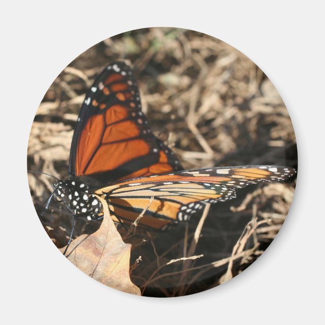 Monarch Butterfly Posing Nature Photography Magnet (Front)