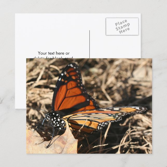 Monarch Butterfly Posing Nature Photography Postcard (Front/Back)
