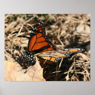 Monarch Butterfly Posing Nature Poster