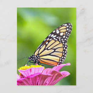 Monarch Butterfly Postcard