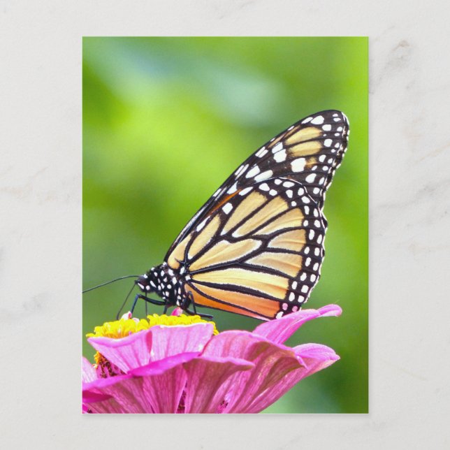 Monarch Butterfly Postcard (Front)