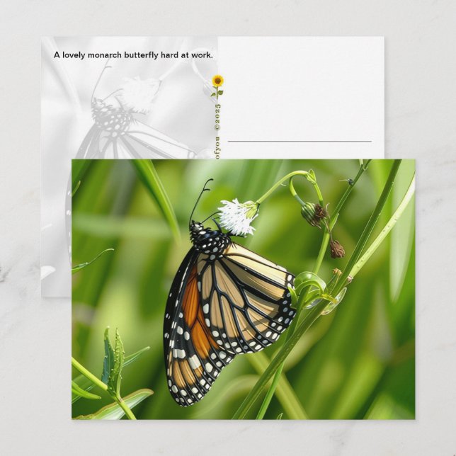 Monarch Butterfly - postcard (Front/Back)