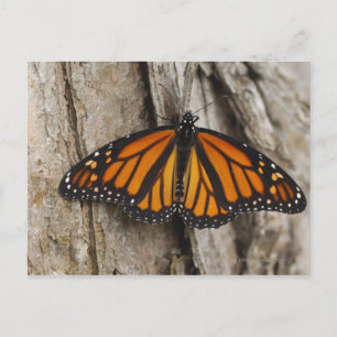 Monarch Butterfly Postcard