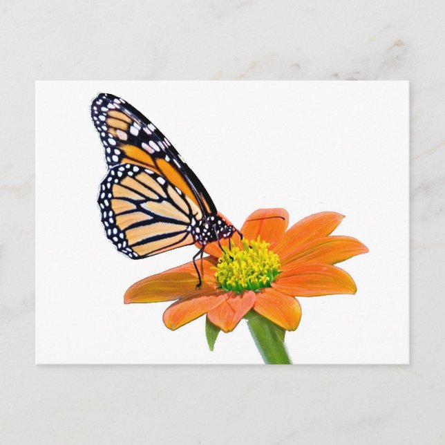 Monarch Butterfly Postcard (Front)