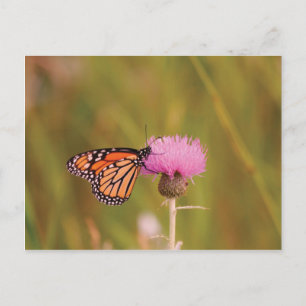 Monarch Butterfly Postcard