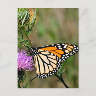 Monarch Butterfly Postcard