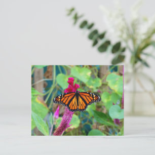 Monarch Butterfly Postcard