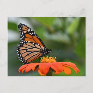 Monarch Butterfly Postcard