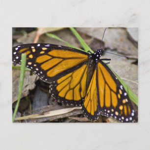 Monarch Butterfly Postcard
