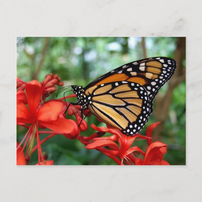 Monarch Butterfly Postcard (Front)