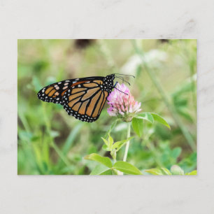 Monarch Butterfly Postcard