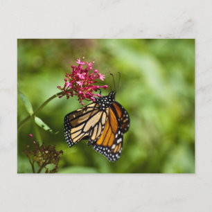 Monarch Butterfly Postcard