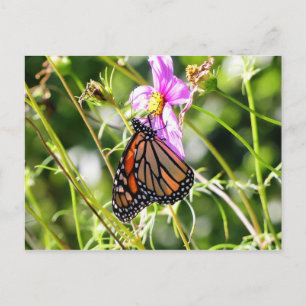 Monarch Butterfly Postcard