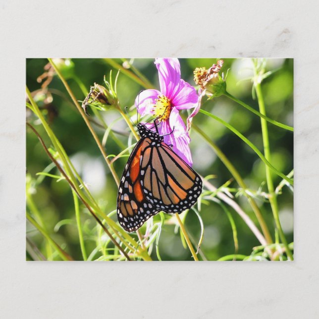 Monarch Butterfly Postcard (Front)