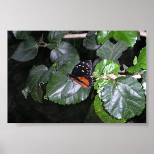Monarch Butterfly Poster