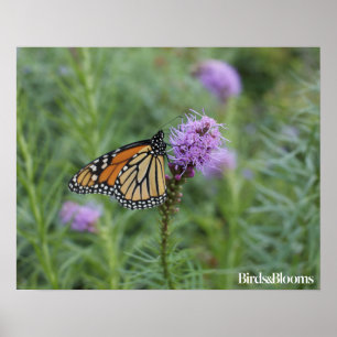 Monarch Butterfly Poster
