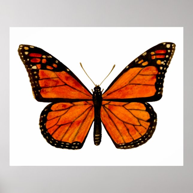 Monarch butterfly  poster (Front)