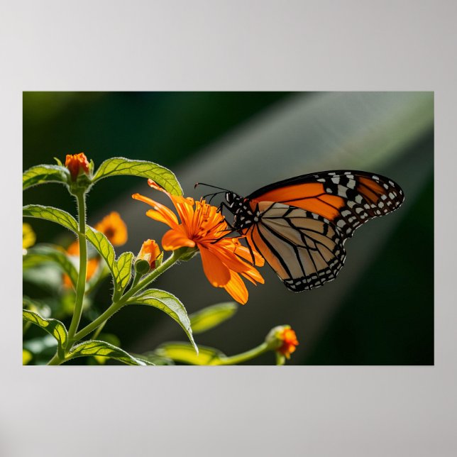 Monarch Butterfly  Poster (Front)