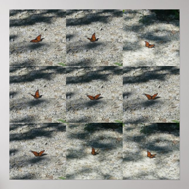 monarch butterfly poster (Front)
