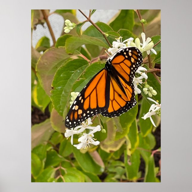 Monarch Butterfly Poster (Front)