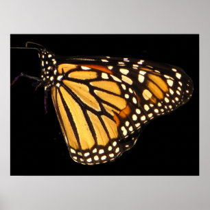 Monarch Butterfly Poster