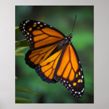 Monarch Butterfly