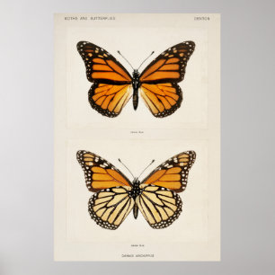 Monarch Butterfly Poster