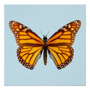 Monarch Butterfly Poster