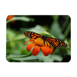 Monarch Butterfly Premium Magnet