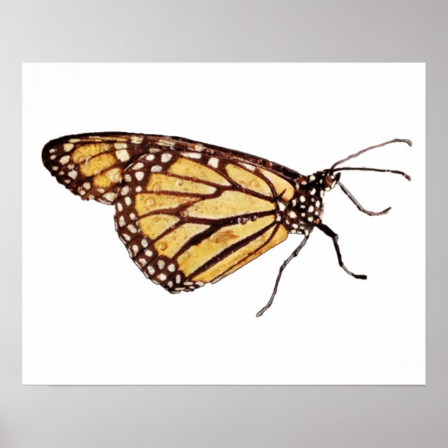 Monarch Butterfly Print (Front)