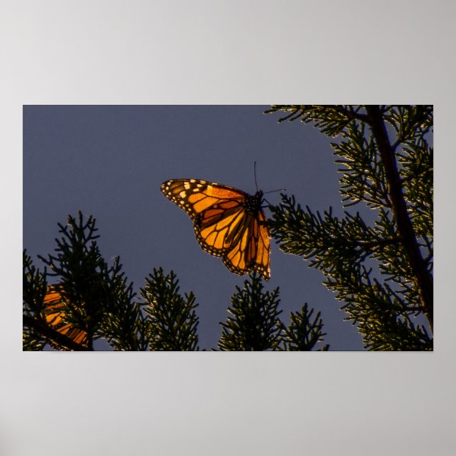 Monarch Butterfly Print (Front)