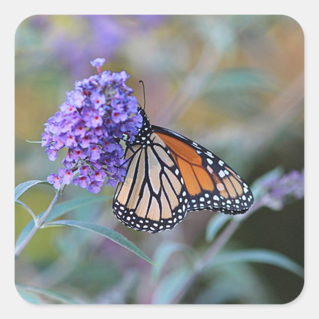Monarch butterfly profile square sticker (Front)