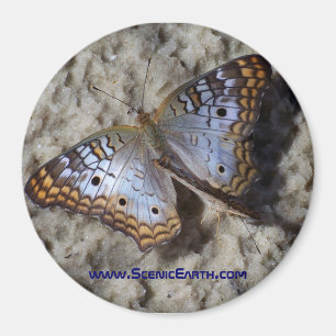 Monarch Butterfly Refrigerator Magnet Button
