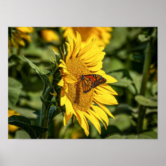 Monarch Butterfly Seeking Pollen Poster