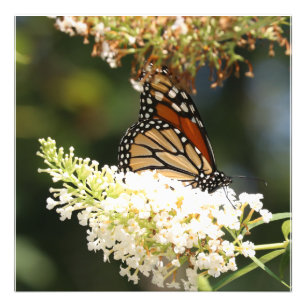 Monarch butterfly sipping nectar photo print