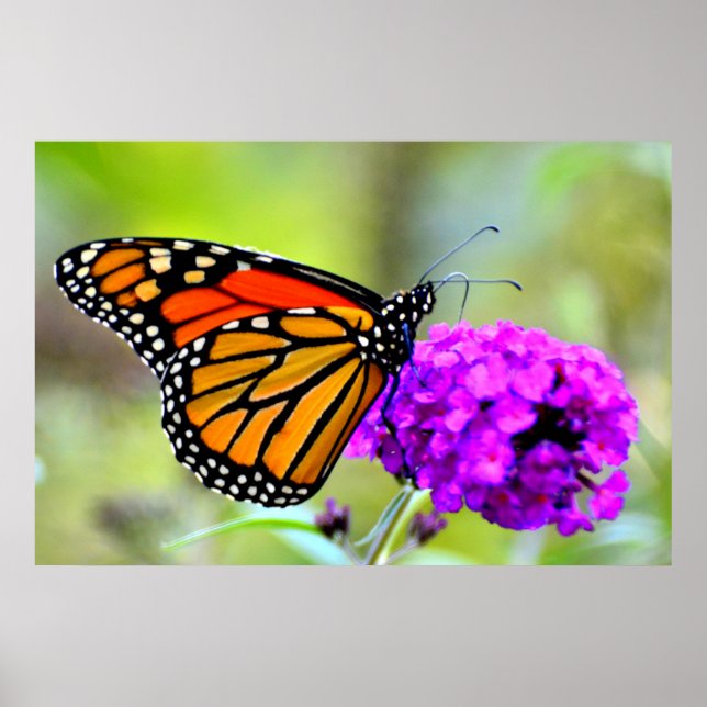 Monarch Butterfly snacking on nectar- photo poster (Front)