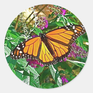 Monarch Butterfly Sticker