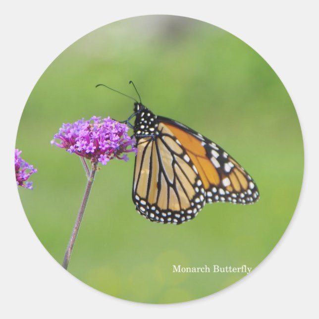 Monarch Butterfly sticker (Front)