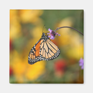Monarch Butterfly Stops for Pollen Magnet