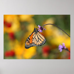 Monarch Butterfly Stops for Pollen Poster