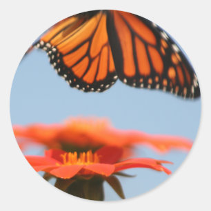 Monarch Butterfly Takes Flight Classic Round Sticker