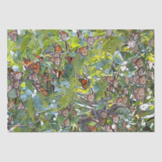 Monarch Butterfly Tissue Paper