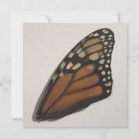 Monarch Butterfly Wing On Paper