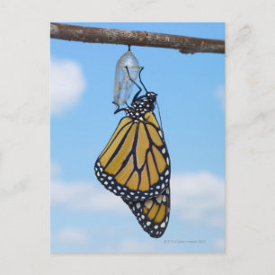 Monarch Butterfly, with Chrysalis Postcard
